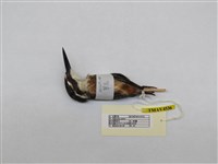 藏品(翠鳥)的圖片